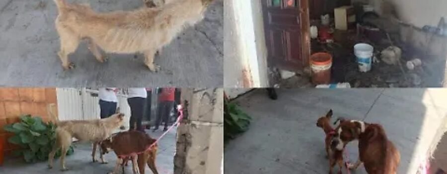 El Vocero Huasteco